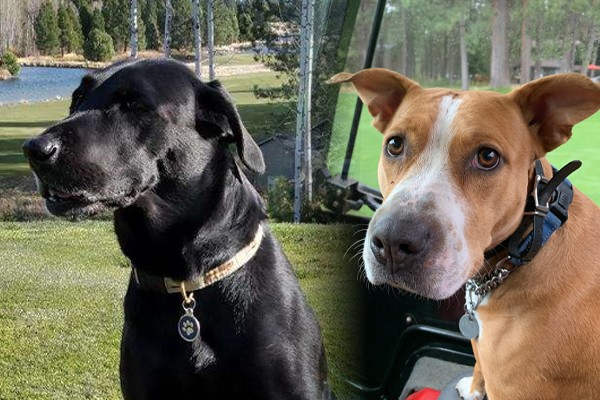 Superintendent Dogs Superintendent Dogs